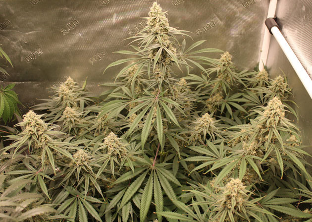 Развитие трихом растения каннабиса Shiskaberry