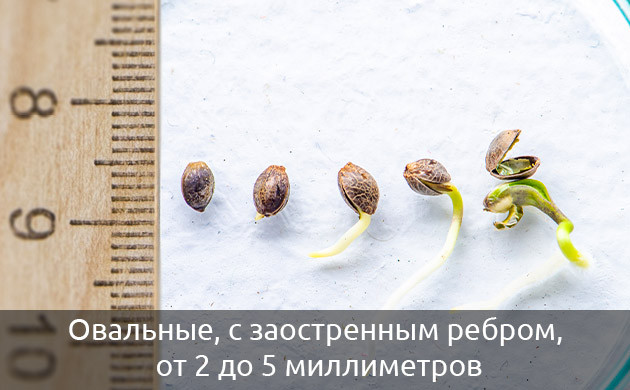 Размер семян элитных сортов конопли Овальные семена с заостренным ребром от 2 до 5 мм