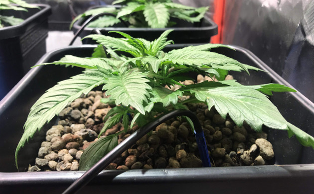 Первая неделя выращивания конопли