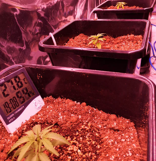 Повышенная температура на 2 неделе роста Температура в боксе 27.8 градусов