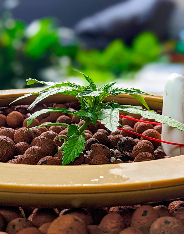 Легкострессовая тренировка Gorilla Glue Auto LST куста Gorilla Glue Auto