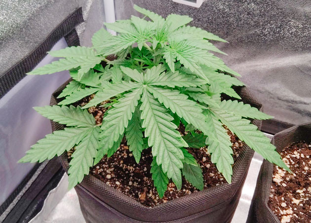 Водный стресс у марихуаны Края конопли немного пожелтели