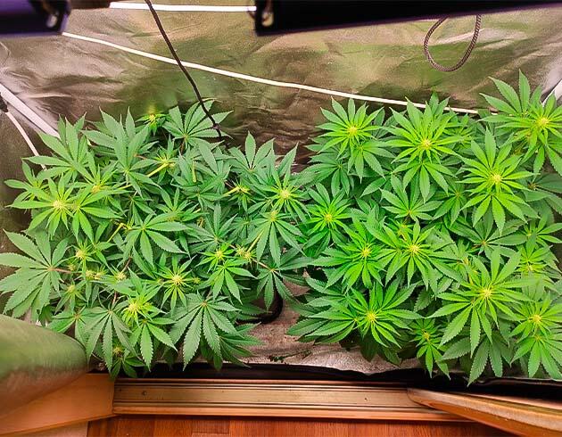 Кусты Black Widow на стадии цветения