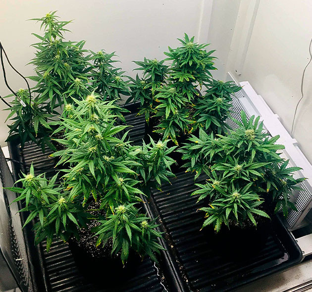 Кусты Smoothie Auto разной высоты