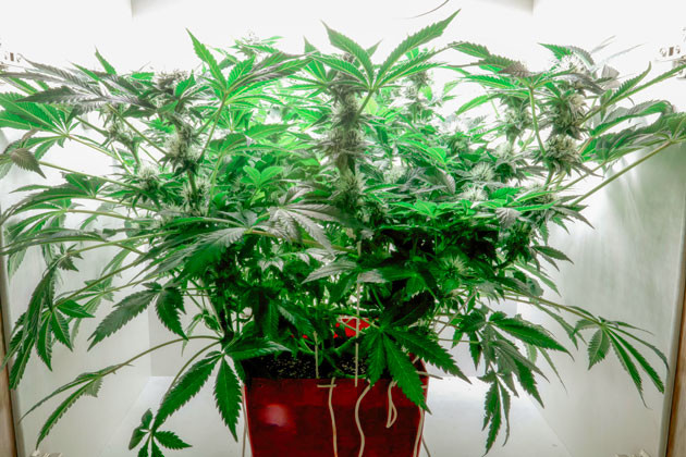 Куст Girl Scout Cookies на 9 неделе роста