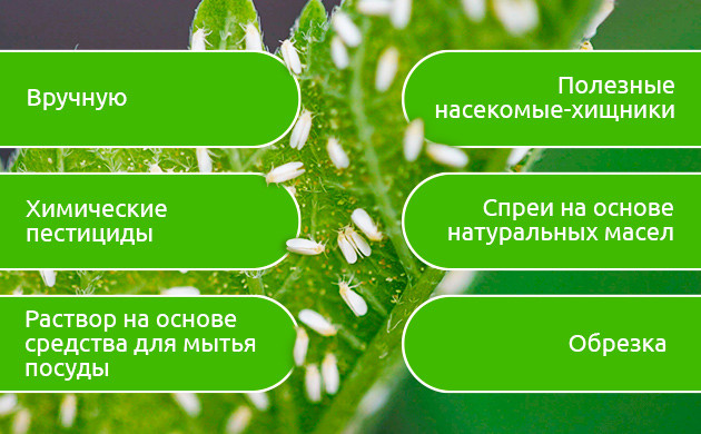Как бороться с тлей на кустах каннабиса Подборка устойчивых к тле сортов конопли