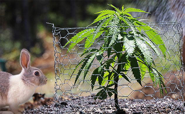 Защита растений от больших вредителей Борьба с крупными вредителями в аутдоре