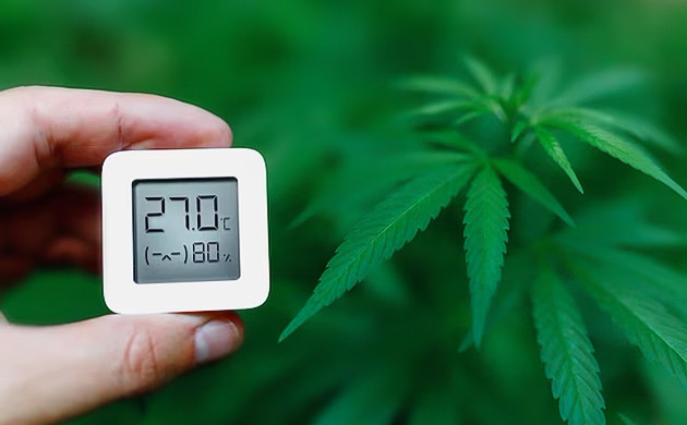 Температурные условия при клонировании каннабиса