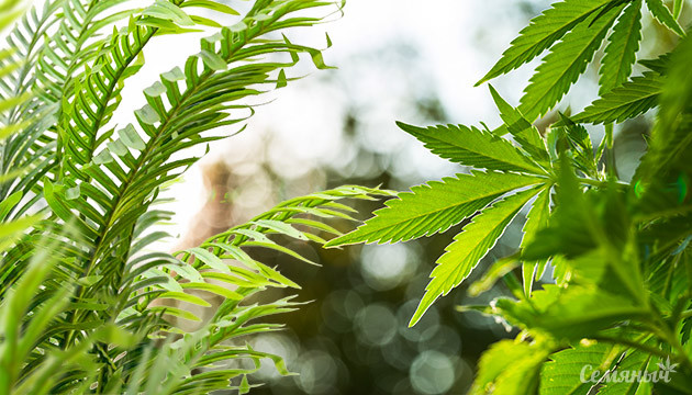 Чем заменить марихуаны Растения со схожим каннабису эффектом