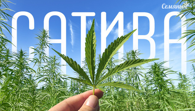 Конопля Сатива Куст Сативы