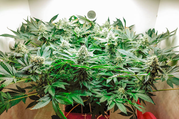 Световой ожог марихуаны