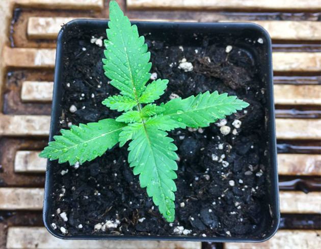 Первые недели проращивания Формирование третьей пары листьев растишки