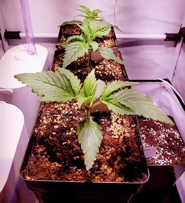 Каннабис ростом 5 см