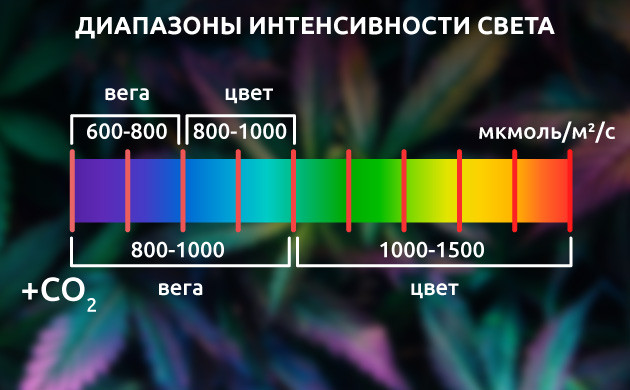 Оптимальная интенсивность освещения Измерение освещения для конопли