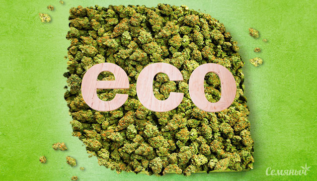 Выращивание органического каннабиса Выращивание экологически чистой марихуаны