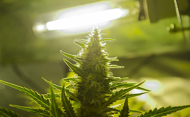 Световой стресс растений конопли Световой стресс растений каннабиса