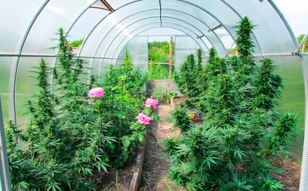 Теплица для защиты кустов от погодных условий Теплица для защиты кустов от погодных условий