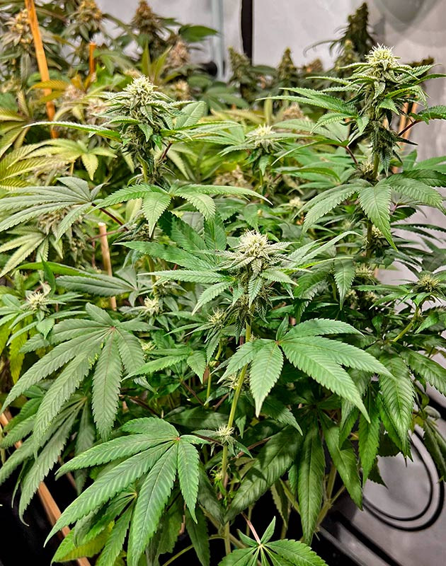 Куст Marshmallow OG от Compound Genetics на стадии цветения