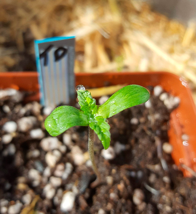 Высаживание пророщенного ростка Первая пара листьев и семядоли