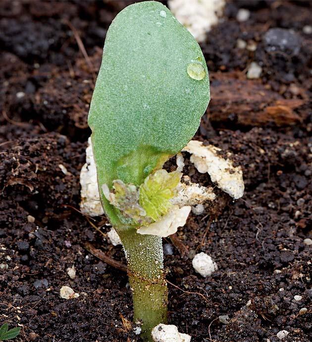 Росток марихуаны