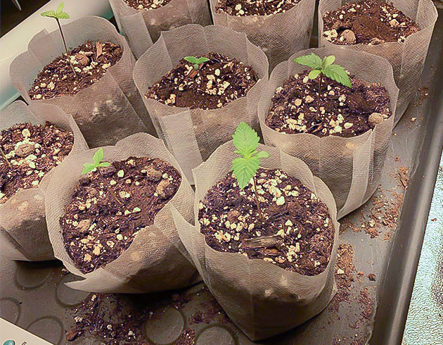 Куст Liberty Haze на 1 неделе выращивания