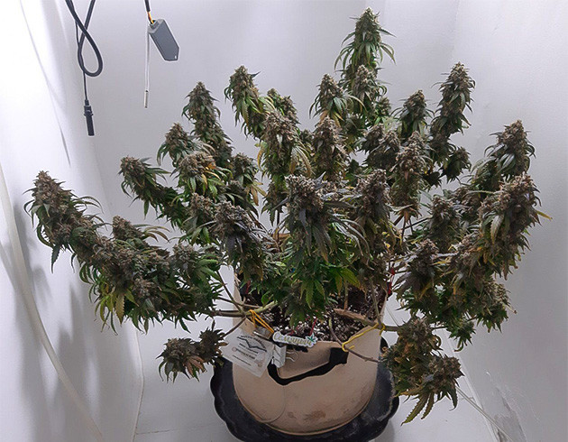 Погодные условия для Critical Orange Punch Auto