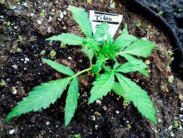 Titan F1 Auto ростом 15 см