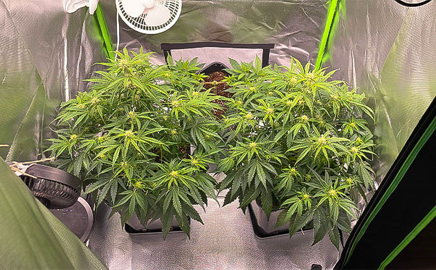 Старт цветения Apollo F1 Auto