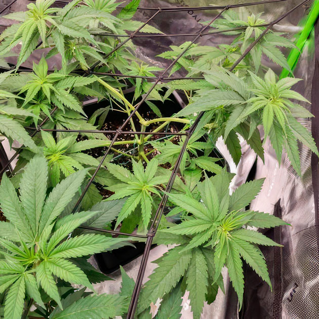 Метод ScrOG и LST Куст Apple Betty под сеткой ScrOG