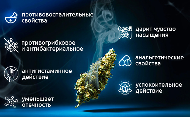 Гумулен: антибактериальные свойства Гумулен в медицине: от похудения до борьбы с раком