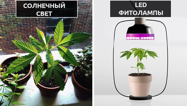 Освещение конопли Солнце и лампы для освещения конопли