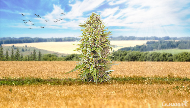 Сорта для аутдора в Центральной части РФ