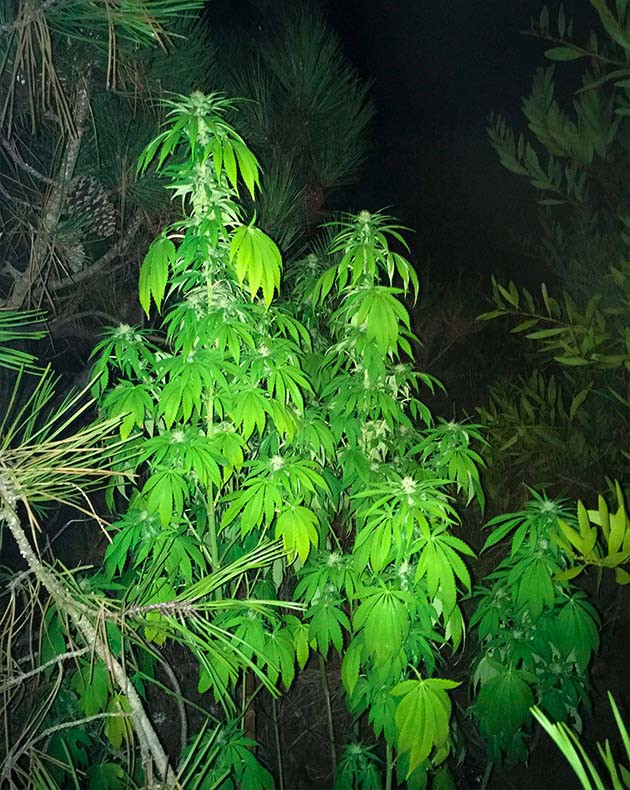 Начало сбора урожая на 19 неделе Растение со светло зелеными листьями