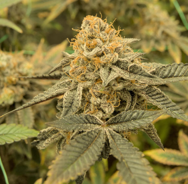 Желтые листья и осыпание Poddy Mouth