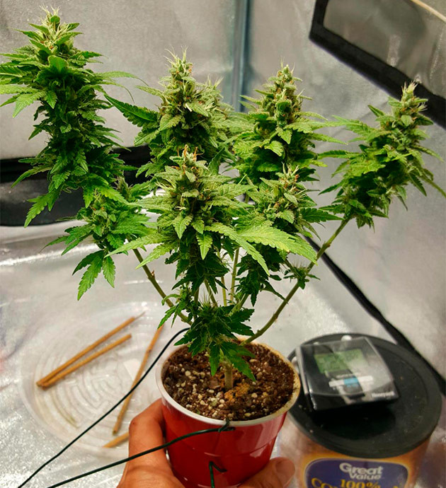 Миниатюрный куст конопли с несколькими колами Куст с шестью небольшими колами