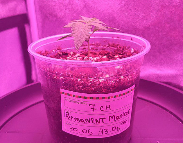 Рост конопли в стелс-боксе