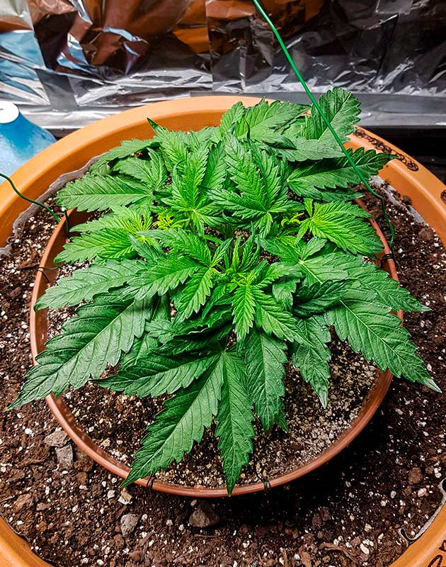 Топпинг и фимминг Zkittlez Auto