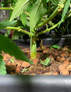 Обрезка нижних листьев