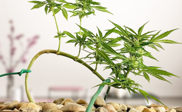 Подгибание стебля