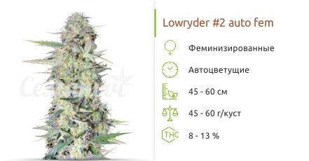 Lowryder #2 Auto от Сидбанка Семяныч