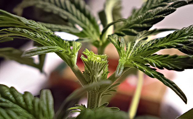 FIM-обрезка растений конопли FIM-обрезка растений каннабиса