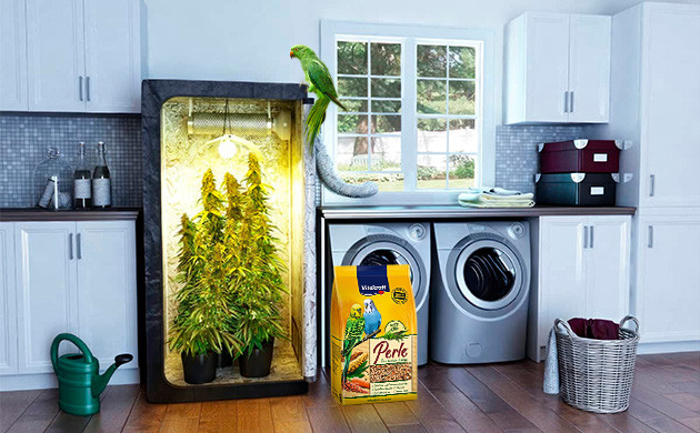 истории о конопле в корме для попугаев истории о корме из семечек конопли