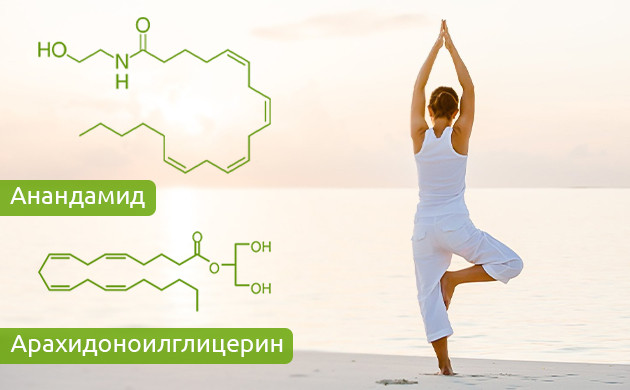 Анандамид и арахидоноилглицерин