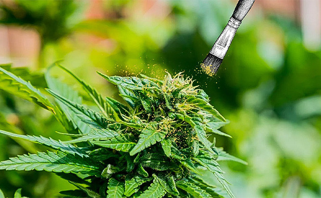 Перенос пыльцы: наступает время оплодотворения Пыльца на бутоны: шаги опыления конопли