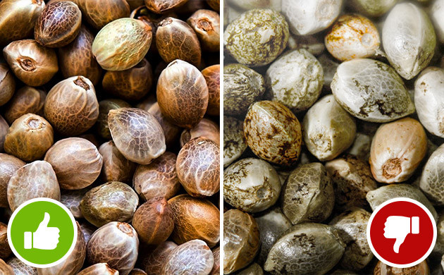 Светлые семена: мифы и реальность