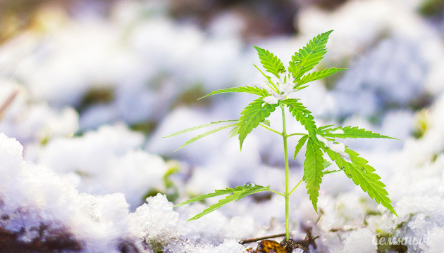 Росток конопли