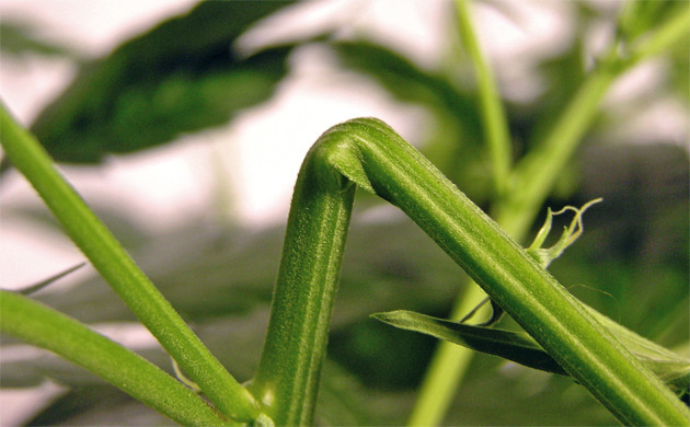 Суперкроппинг в микробоксе Суперкроппинг марихуаны