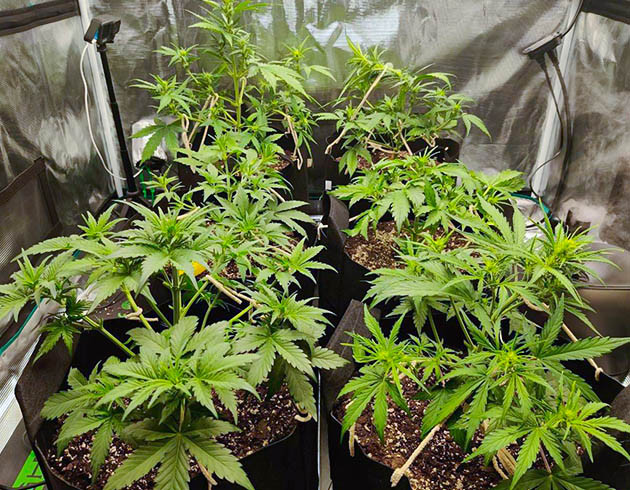 Стимуляция цветения сорта Afghan Kush Ryder Auto