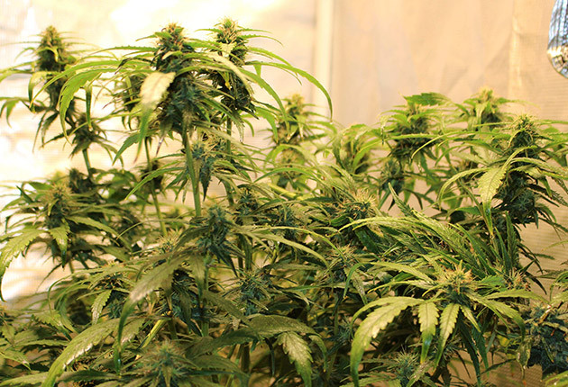 Подгибание цветущих ветвей конопли