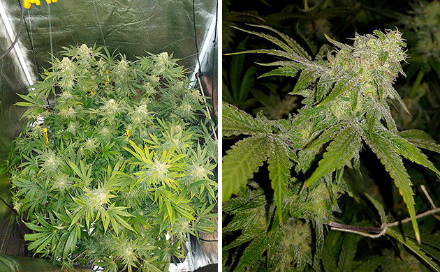 12 неделя Tutankhamon от Pyramid Seeds